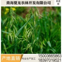 燕麥草 養殖場燕麥草 牛羊、兔子、荷蘭豬和豚鼠寵物牧草