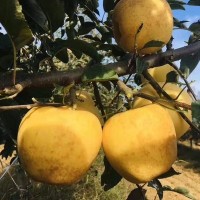 順豐山東維納斯蘋(píng)果脆甜無(wú)酸當(dāng)季新鮮水果煙臺(tái)維納斯黃金代發(fā)