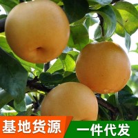 豐水梨非秋月梨水果產地酥脆梨 微商代理一件代發(fā)