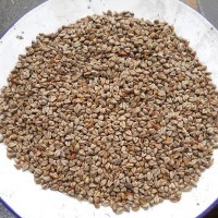 產(chǎn)地直銷(xiāo)100斤/袋苦蕎麥 釀酒苦蕎麥，燒酒蕎麥?zhǔn)称肥w麥 不包郵