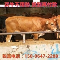 先養(yǎng)后付款在線咨詢魯西黃牛肉牛犢價格買利木贊牛犢免費運輸到家