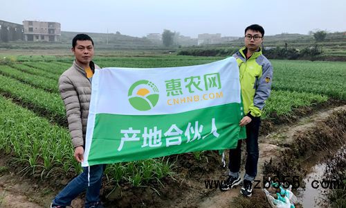 這是一張陳家滿:11個春秋從“門外漢”變“韭菜通”的配圖