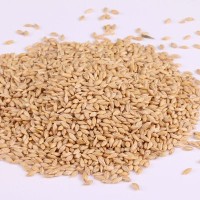 供應帶殼大麥 50斤每袋 啤酒大麥茶飼料批發 原糧生麥