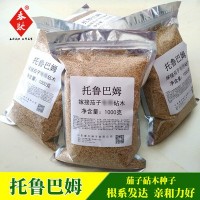 野生托魯巴姆砧木種子茄子 辣椒 番茄嫁接砧木種子散裝托魯巴姆籽