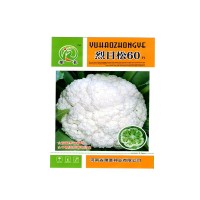 廠家批發(fā)基地用早熟品種耐暑免蓋烈日松60蔬菜種子松花菜種子
