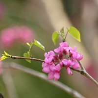 低價格銷售紫薇苗 觀賞綠化紫薇苗 速生紫薇苗 成活率高紫薇