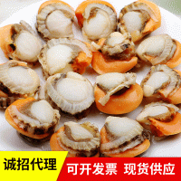 凍貨冷凍扇貝肉營(yíng)養(yǎng)供應(yīng)海鮮批發(fā)水產(chǎn)扇貝冷凍扇貝肉