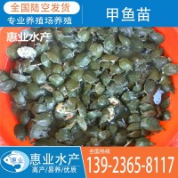廠家批發甲魚苗 淡水魚苗