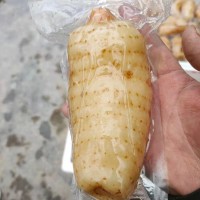 鮮天麻真空保鮮天麻一個(gè)一袋酒店冰鎮(zhèn)天麻片天麻食材長期批發(fā)