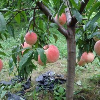 四川桃苗批發基地，國慶桃三年苗，品種保證基地直發