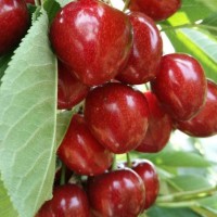 布魯克斯櫻桃樹苗、成都大櫻桃苗批發、車厘子苗