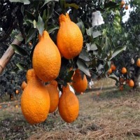 四川柑橘苗批發，不知火丑柑樹苗三年苗，柑橘苗批發