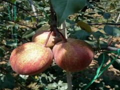 梨樹嫁接桃樹:一場(chǎng)跨越屬種的園藝實(shí)驗(yàn)