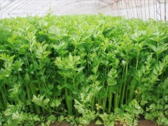 西芹的四季種植：四季皆宜的蔬菜