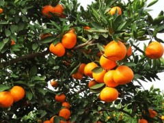 南方種什么水果賺錢最快？水果種植的致富密碼