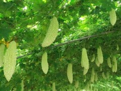 苦瓜增產(chǎn)秘籍:從田間到餐桌的豐收密碼