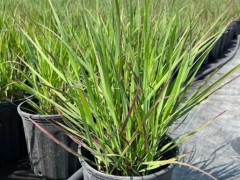 種植火焰柳枝稷需注意什么?