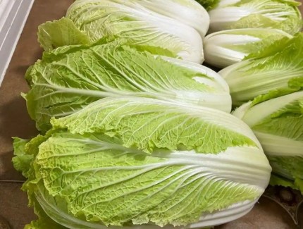 大白菜缺磷不用愁！教你識別癥狀以及如何解決