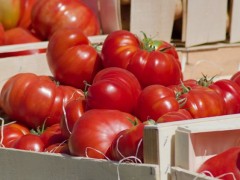 大棚種植西紅柿，如何管控病蟲害問題？