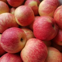 解鎖蘋果吃法西安品茶工作室脆嫩多汁承包三餐酸甜滋味